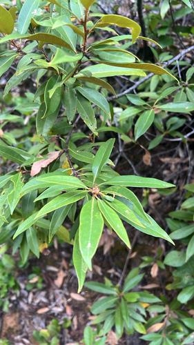 Golden chinquapin