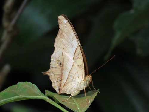 Vindula dejone