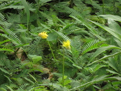 Neptunia oleracea