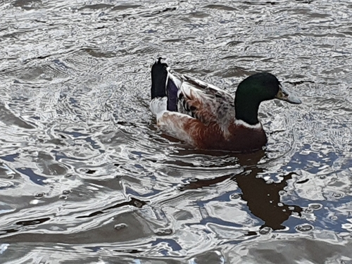 Domestic Mallard