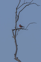 Epthianura tricolor