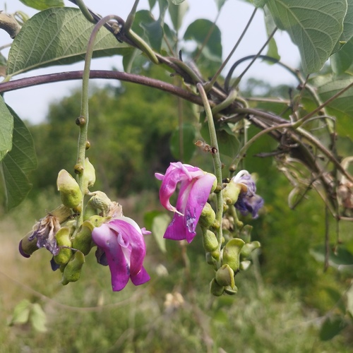 Canavalia villosa, 2026-08-23
