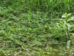 Neptunia oleracea