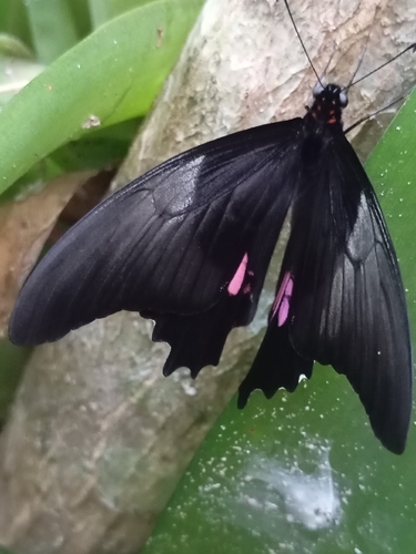 Ruby-spotted Swallowtail