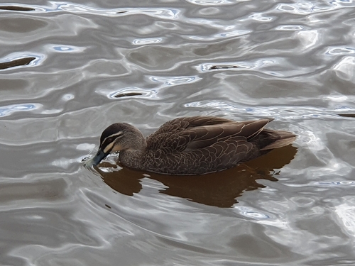Pacific Black Duck × Mallard