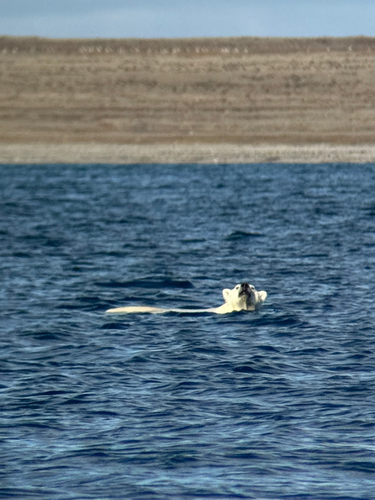 Black Bear sighting near Kitikmeot