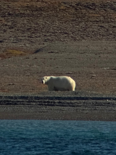Black Bear sighting near Kitikmeot
