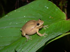 Scinax x-signatus
