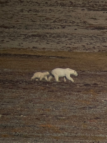 Black Bear sighting near Kitikmeot