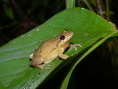 Scinax x-signatus