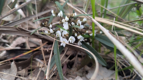 common hovea