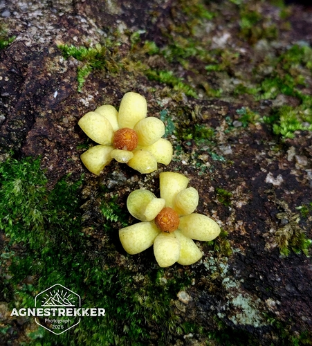 Kadsura heteroclita