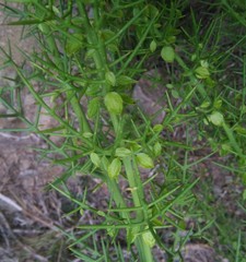 Colletia spinosissima