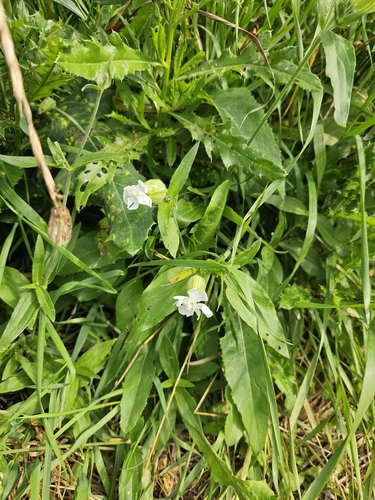 white campion