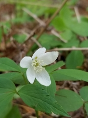 Anemonoides quinquefolia