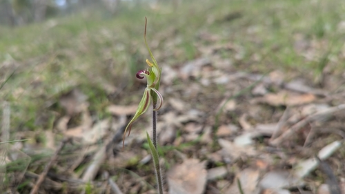 Small Spider-orchid