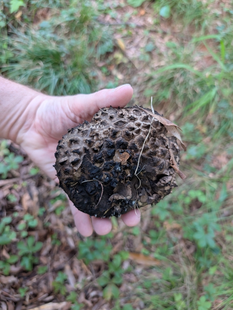 Old-man-of-the-woods · August 2026 · photo: Photo: (c) Matthew Gerke, some rights reserved (CC BY) · iNaturalist