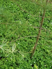 Anemonoides quinquefolia