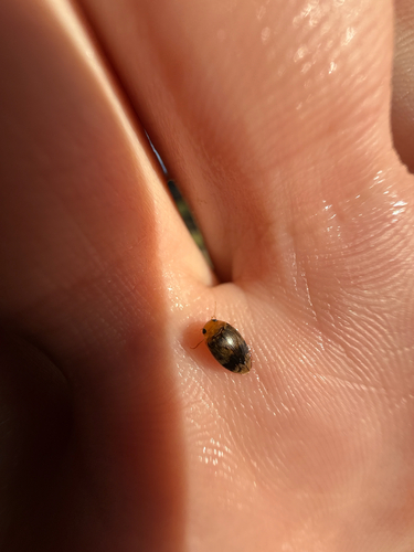 Laccophilus fasciatus rufus