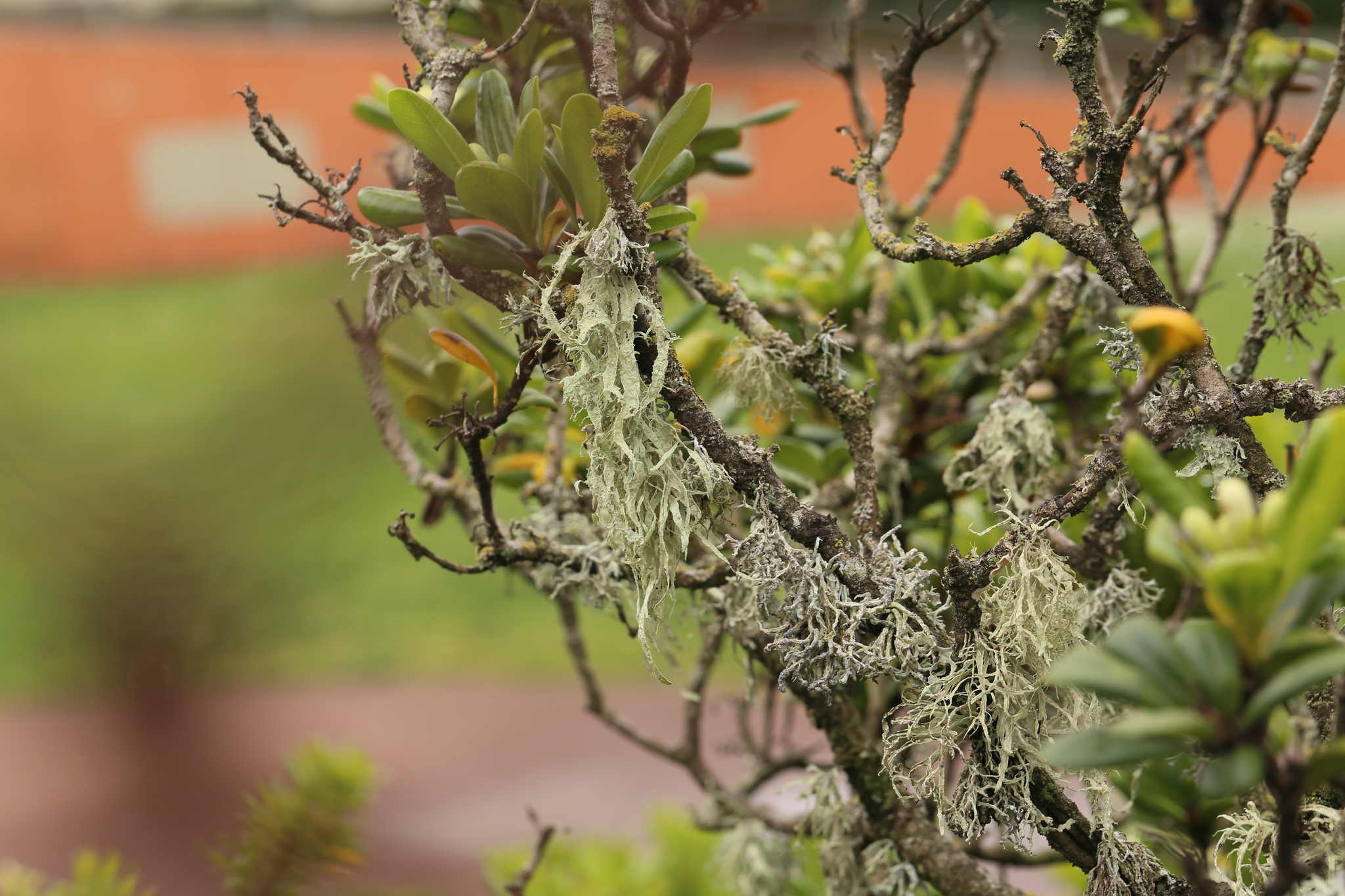 Ramalina subleptocarpha image