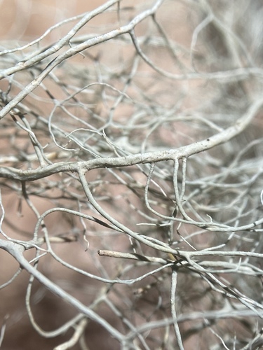 Pitted Beard Lichen