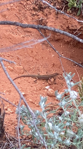 Barred Wedgesnout Ctenotus