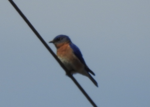 Eastern Bluebird photographed in Delaware