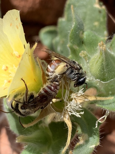 Red-tailed Blazing Star Bee photographed in Nevada