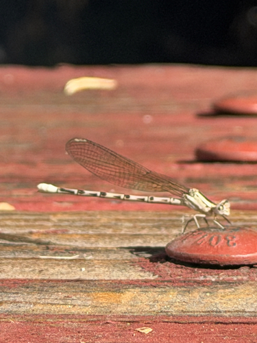 iNaturalist observation photo of Vivid Dancer