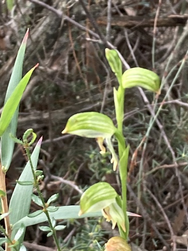tall greenhood