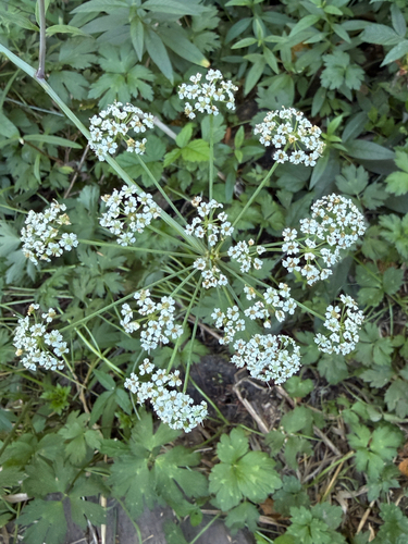 Western Water Hemlock