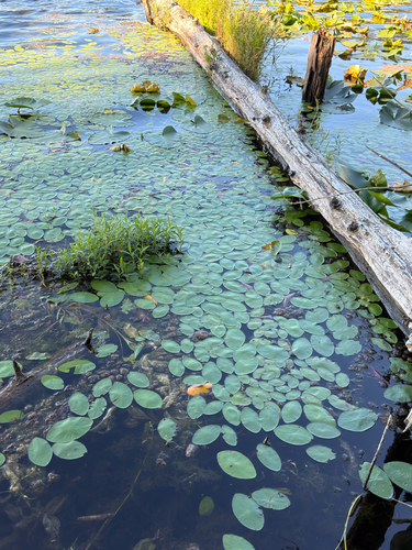 Watershield