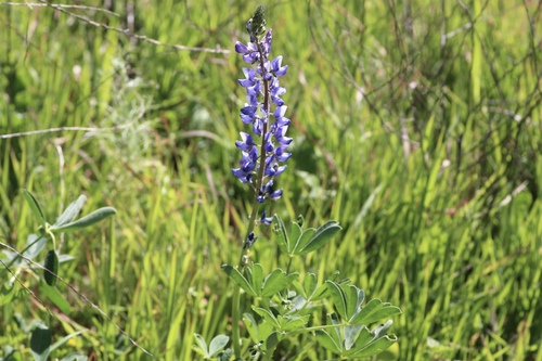 Lupinus succulentus, photograph 1