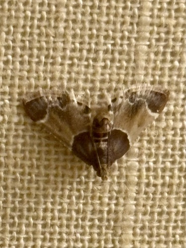 Meal moth