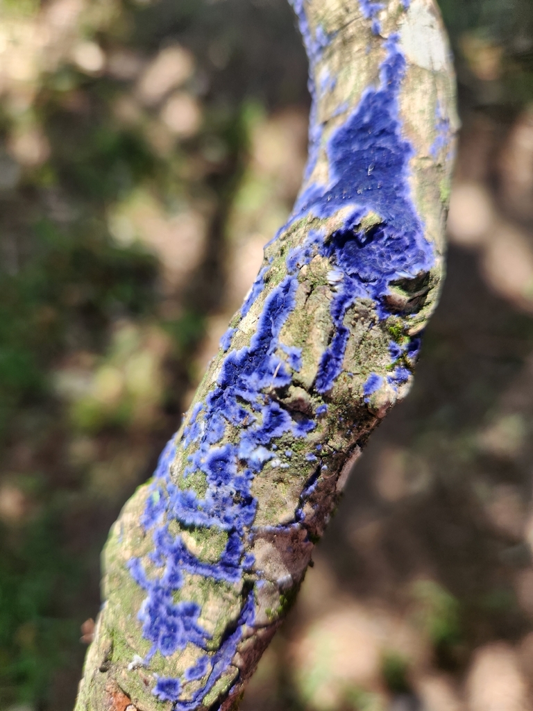 Cobalt Crust · August 2026 · photo: Photo: (c) Mark Jefferson Lawrence, some rights reserved (CC BY) · iNaturalist