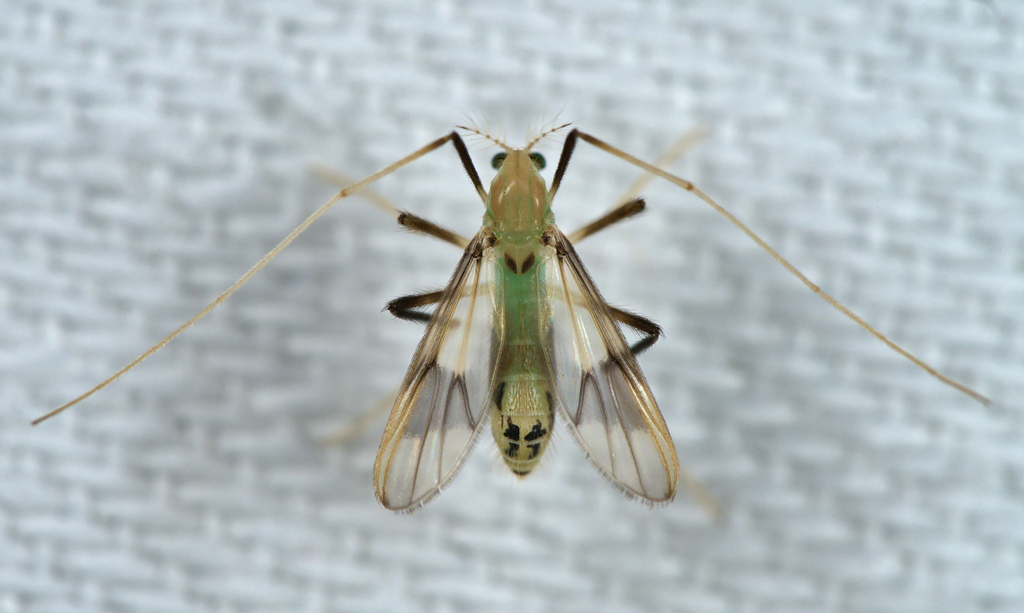 Stenochironomus gibbus