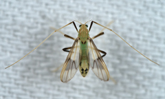 Stenochironomus gibbus