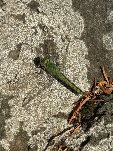 Western Pondhawk
