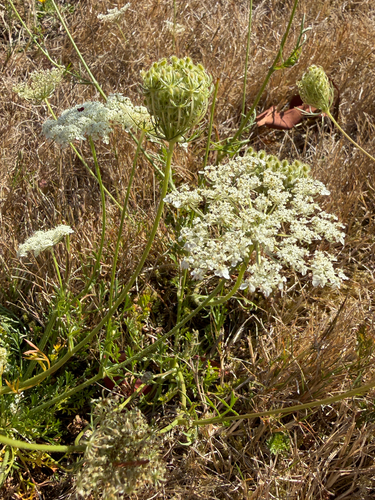 wild carrot