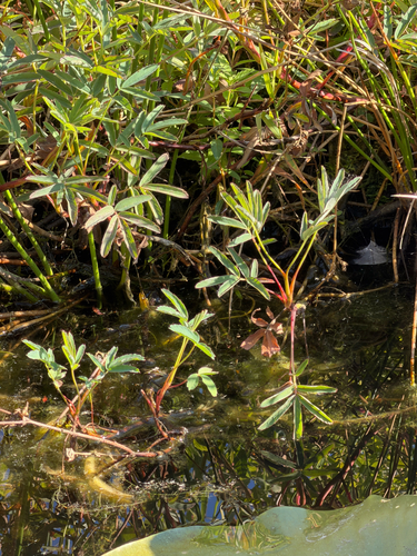 marsh cinquefoil