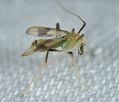 Stenochironomus gibbus