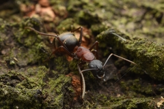 Camponotus atrox