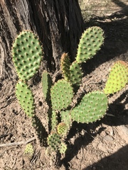 Opuntia puberula
