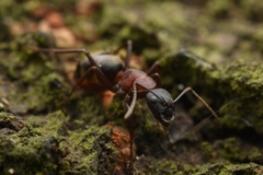 Camponotus atrox