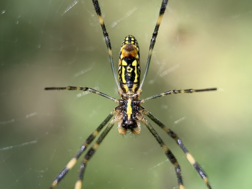Joro Spider