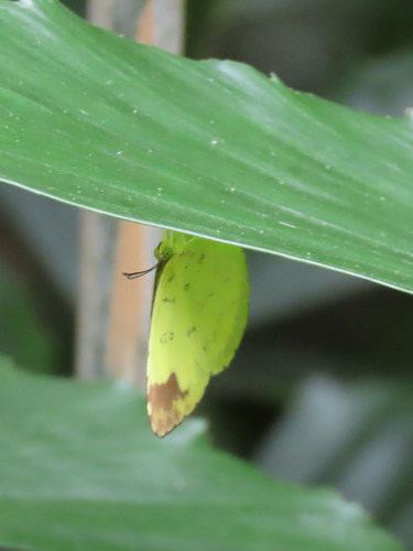 Eurema simulatrix tecmessa