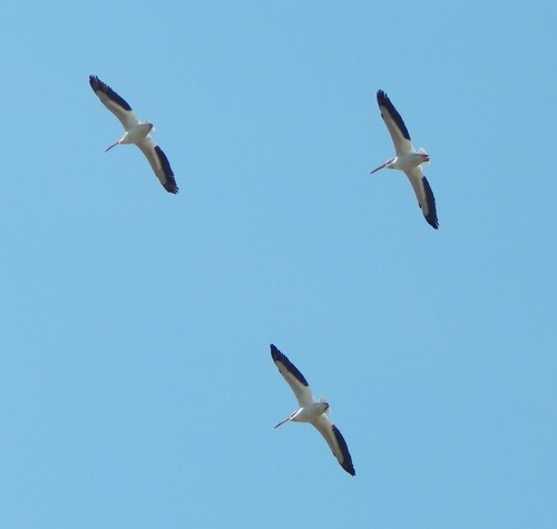 American White Pelican