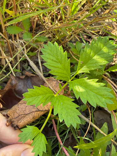Pacific silverweed