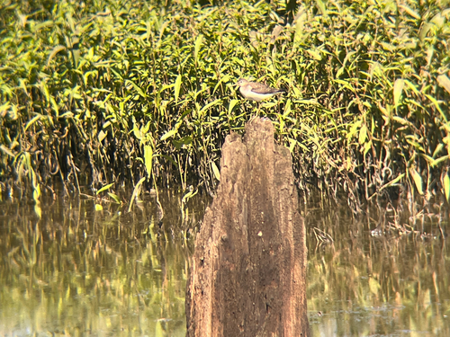 Solitary Sandpiper