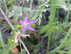 Triodanis